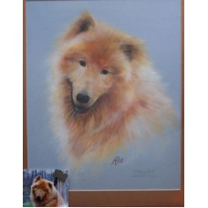 Animal Portraits
